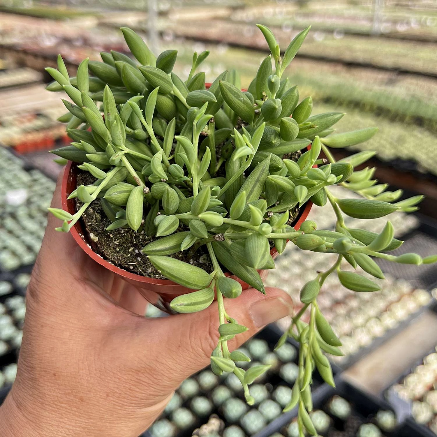 String of Bananas / Senecio Radicans (4 inch)