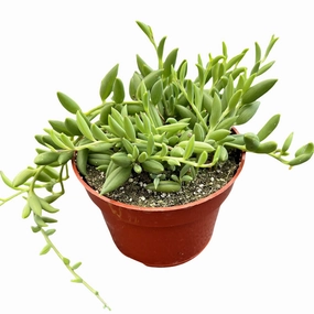 String of Bananas / Senecio Radicans (4 inch) mini ornamental plant  
