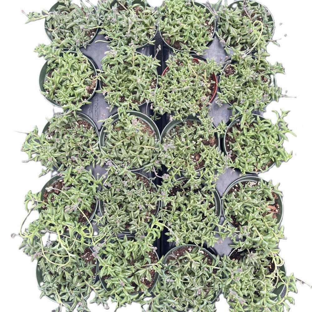 String of Dolphin Bulk 20 Tray - 4in Pot mini ornamental plant  