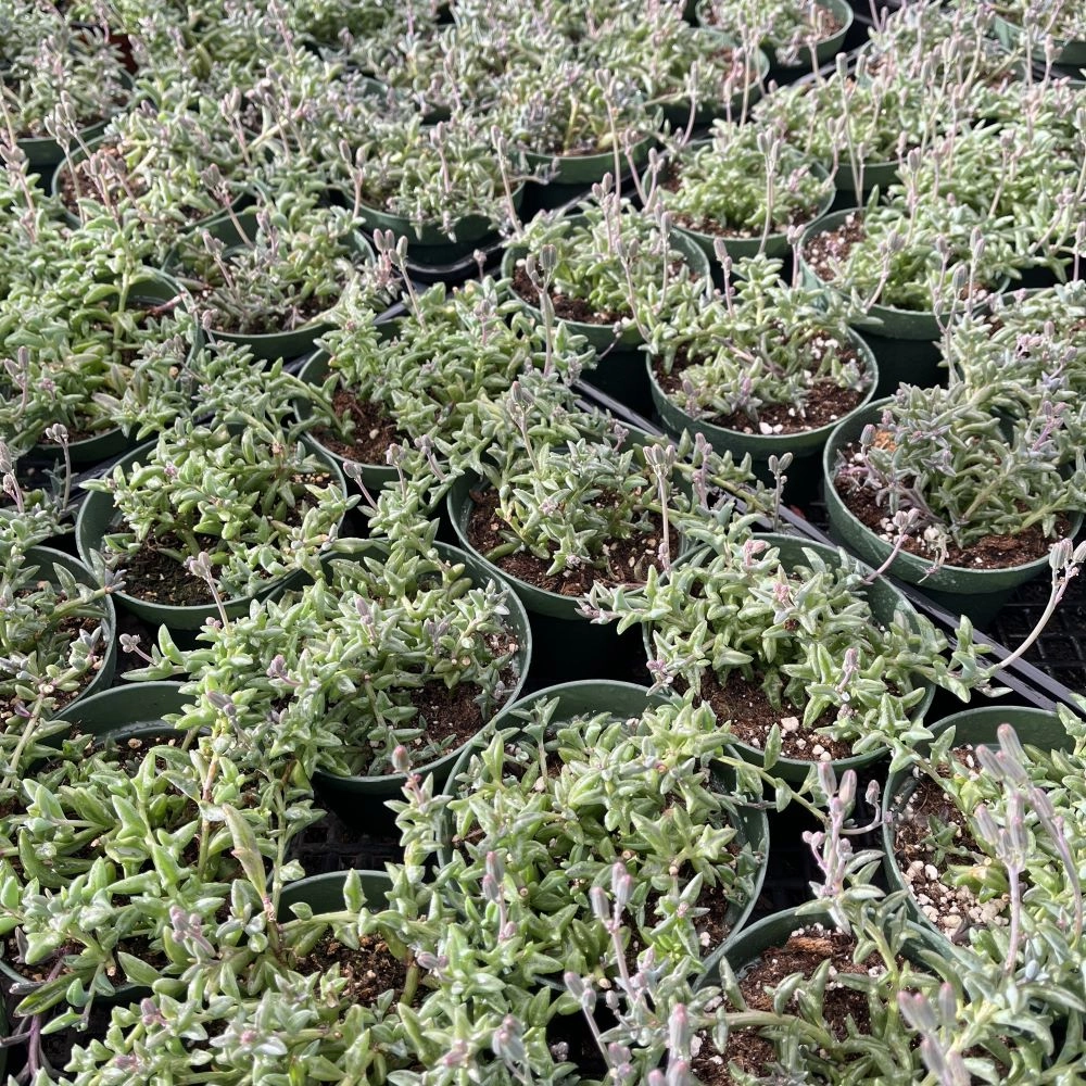 String of Dolphin Bulk 20 Tray - 4in Pot