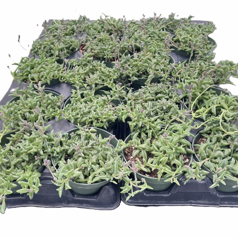 String of Dolphin Bulk 20 Tray - 4in Pot