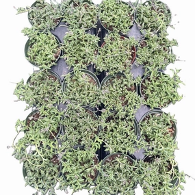 String of Dolphin Bulk 20 Tray - 4in Pot mini ornamental plant  