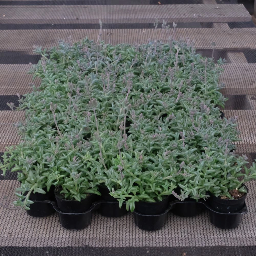 String of Dolphin Bulk 54 Tray - 2in Pot