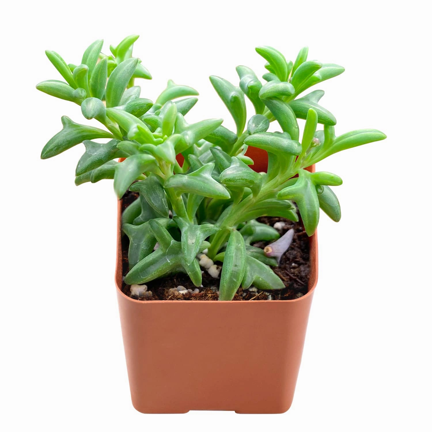 String of Dolphin Bulk 54 Tray - 2in Pot