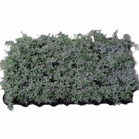 String of Dolphin Bulk 54 Tray - 2in Pot mini ornamental plant  