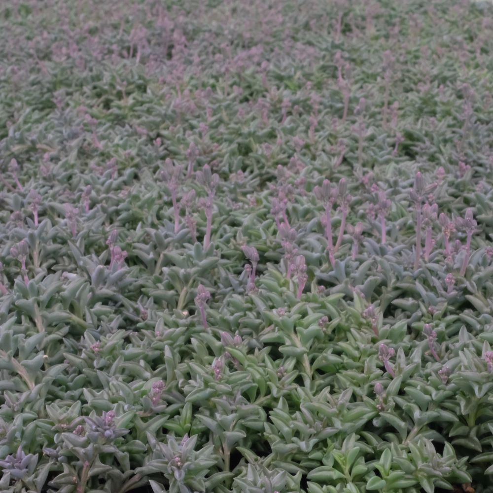 String of Dolphin Bulk 54 Tray - 2in Pot