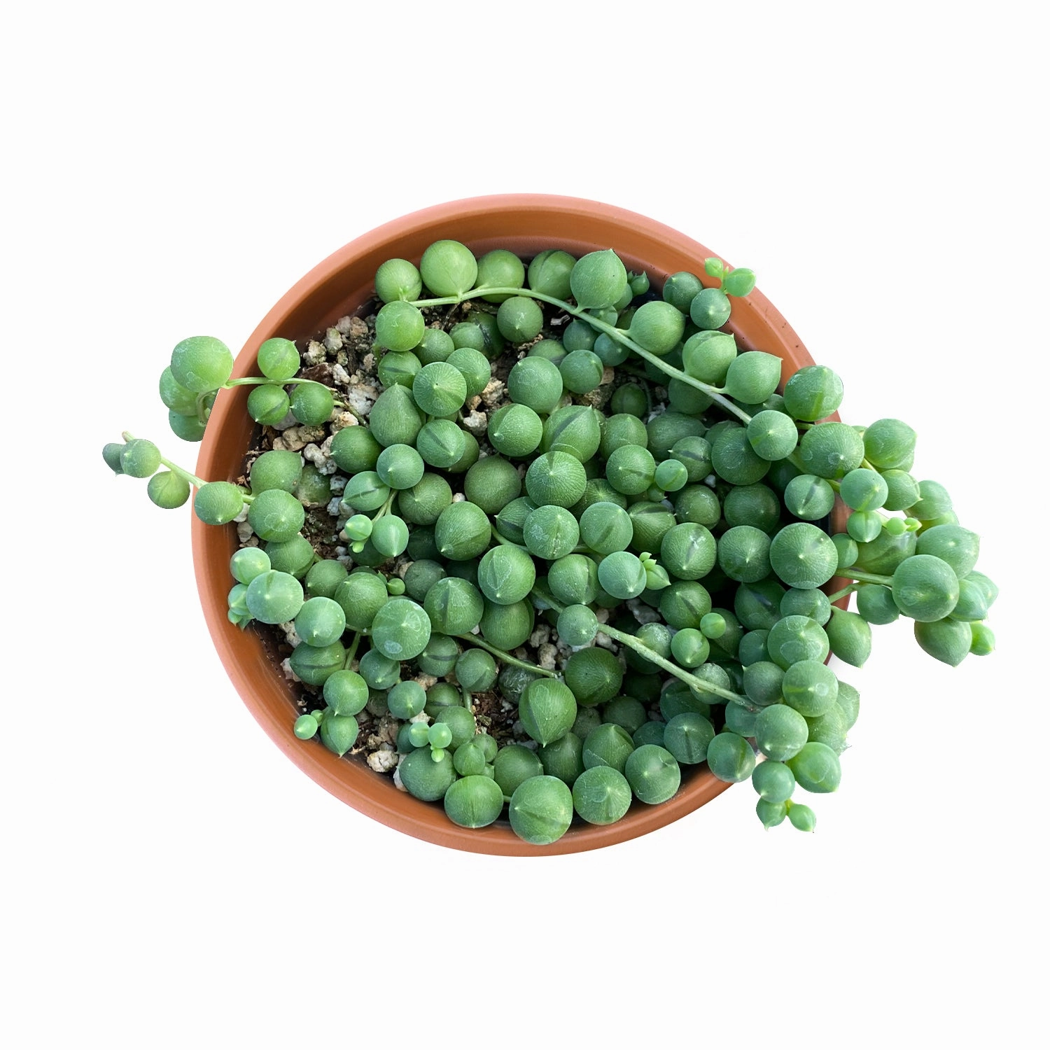 String of Pearls / Senecio Rowleyanus (4 inch)