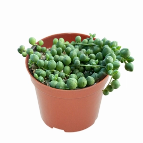String of Pearls / Senecio Rowleyanus (4 inch) mini ornamental plant  