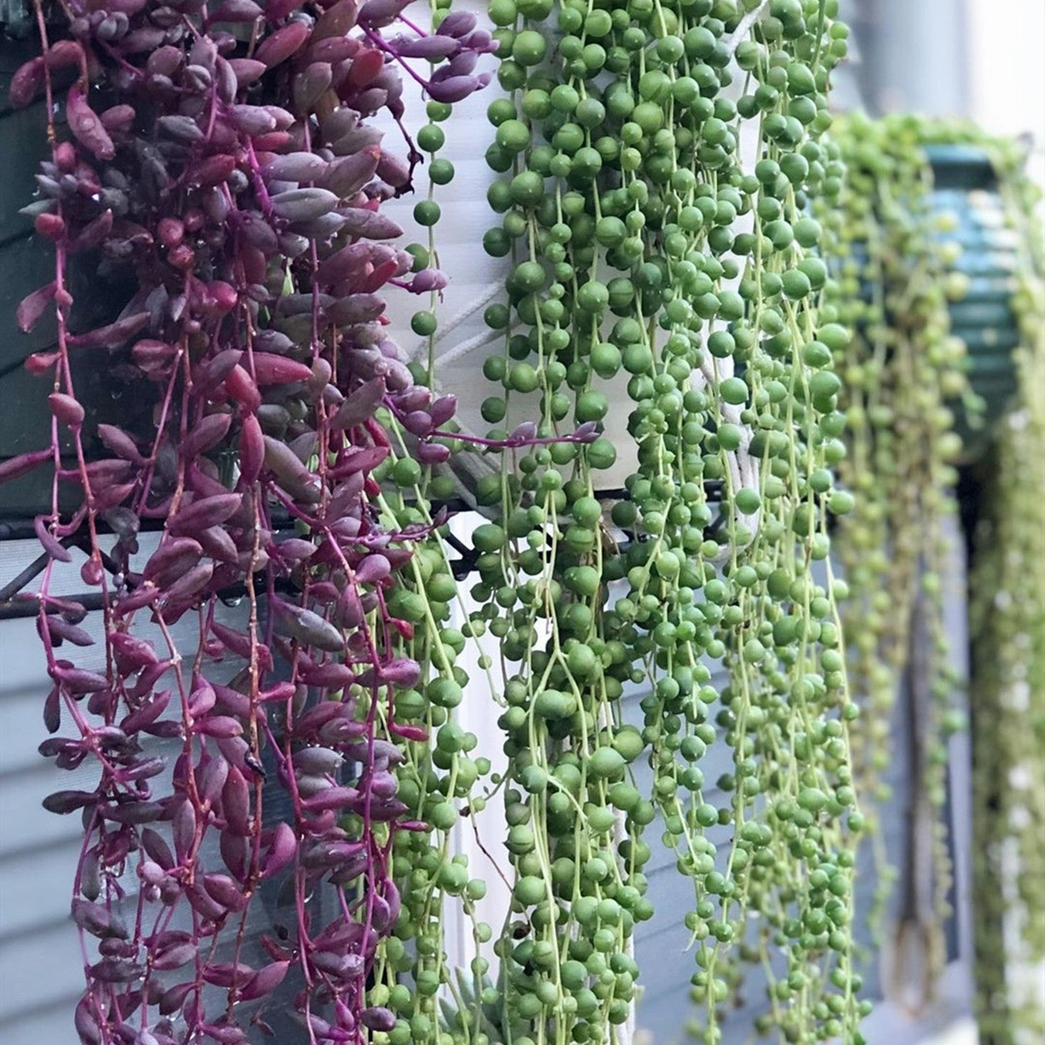 String of Pearls / Senecio Rowleyanus (4 inch)