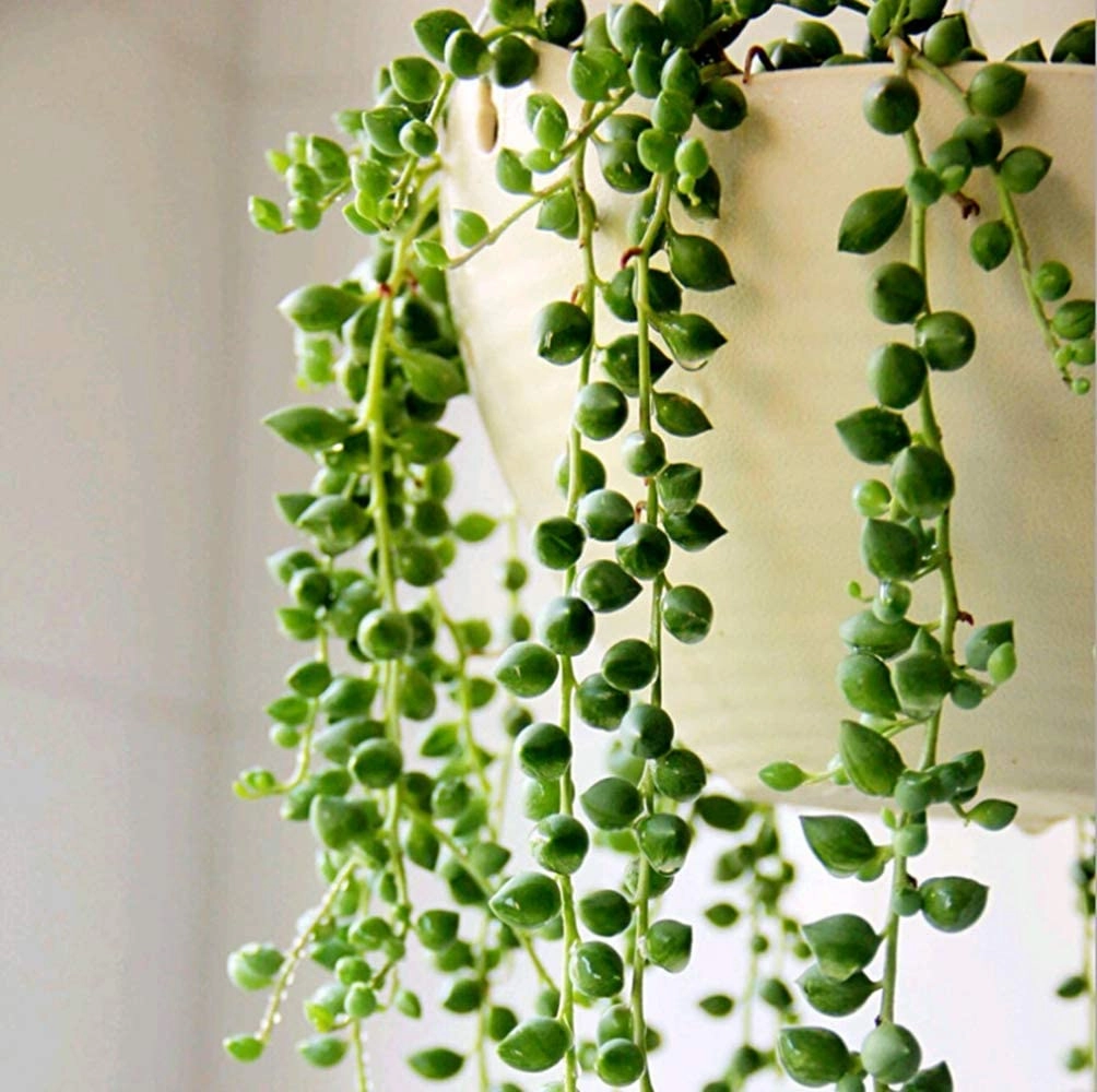 String of Pearls / Senecio Rowleyanus (4 inch)