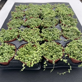 String of Pearls Bulk 20 Tray - 4in Pot mini ornamental plant  