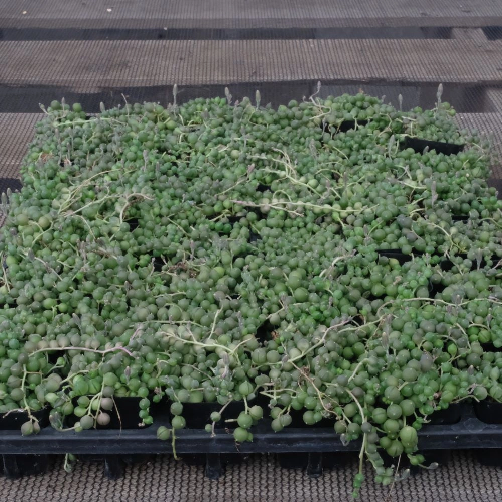 String of Pearls Bulk 54 Tray - 2in Pot