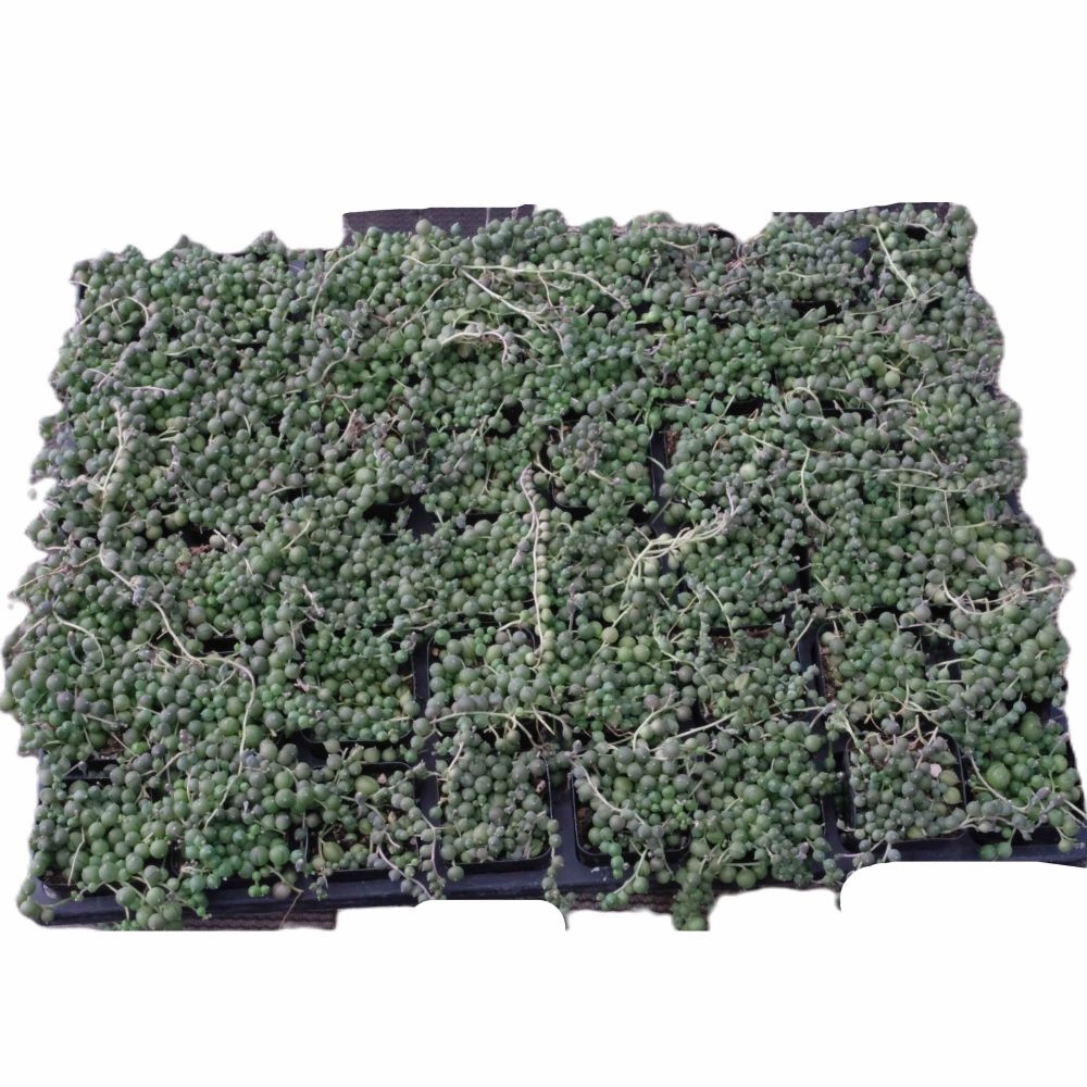 String of Pearls Bulk 54 Tray - 2in Pot mini ornamental plant  