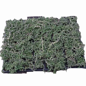 String of Pearls Bulk 54 Tray - 2in Pot mini ornamental plant  