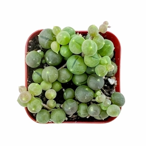 String of Pearls/Senecio Rowleyanus mini ornamental plant  