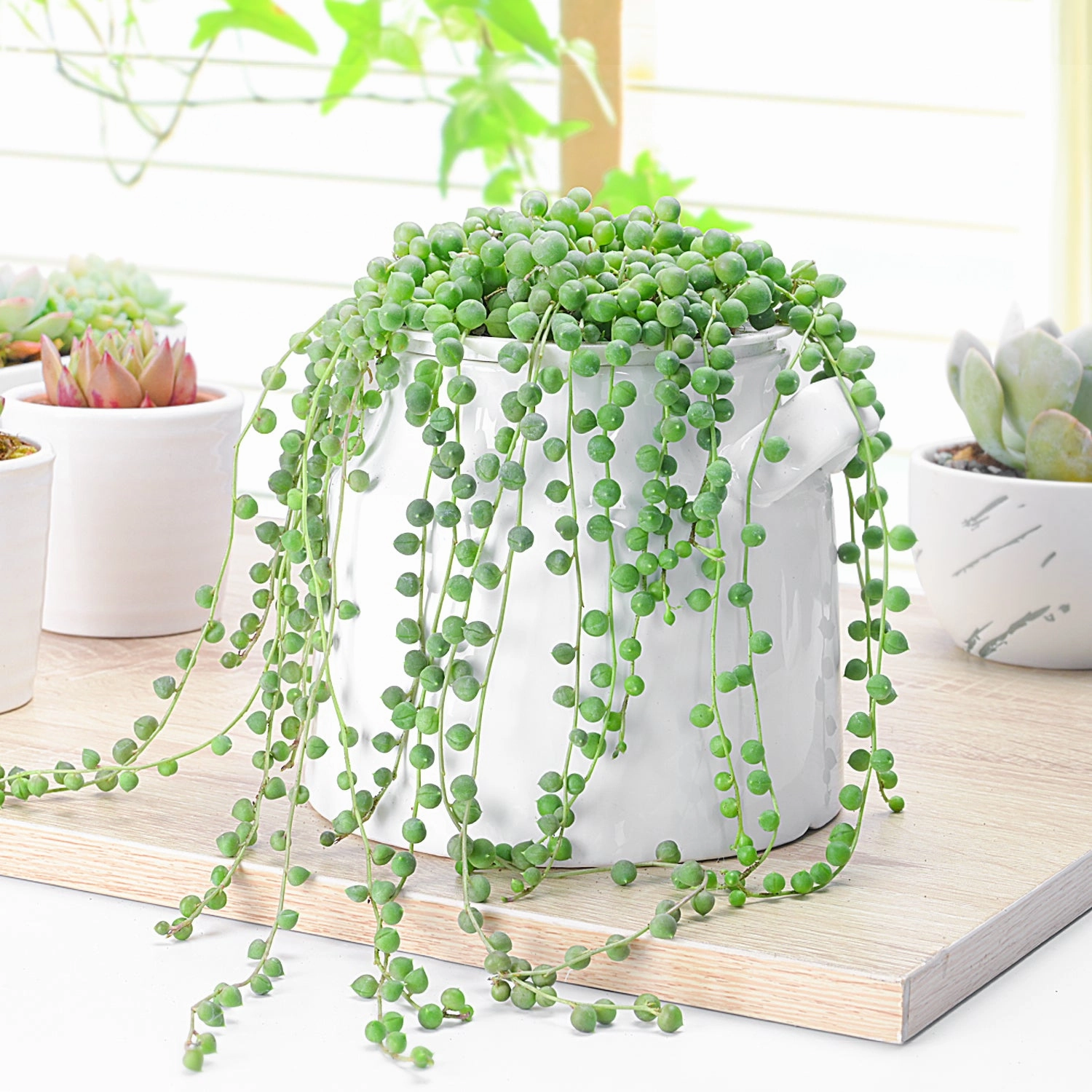 String of Pearls/Senecio Rowleyanus