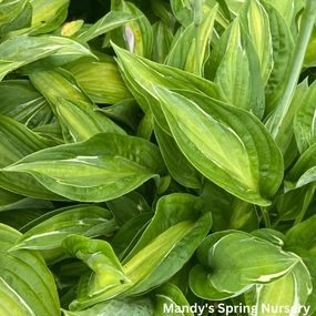 Striptease Hosta | Hosta 'Striptease' single layer plant shelf  