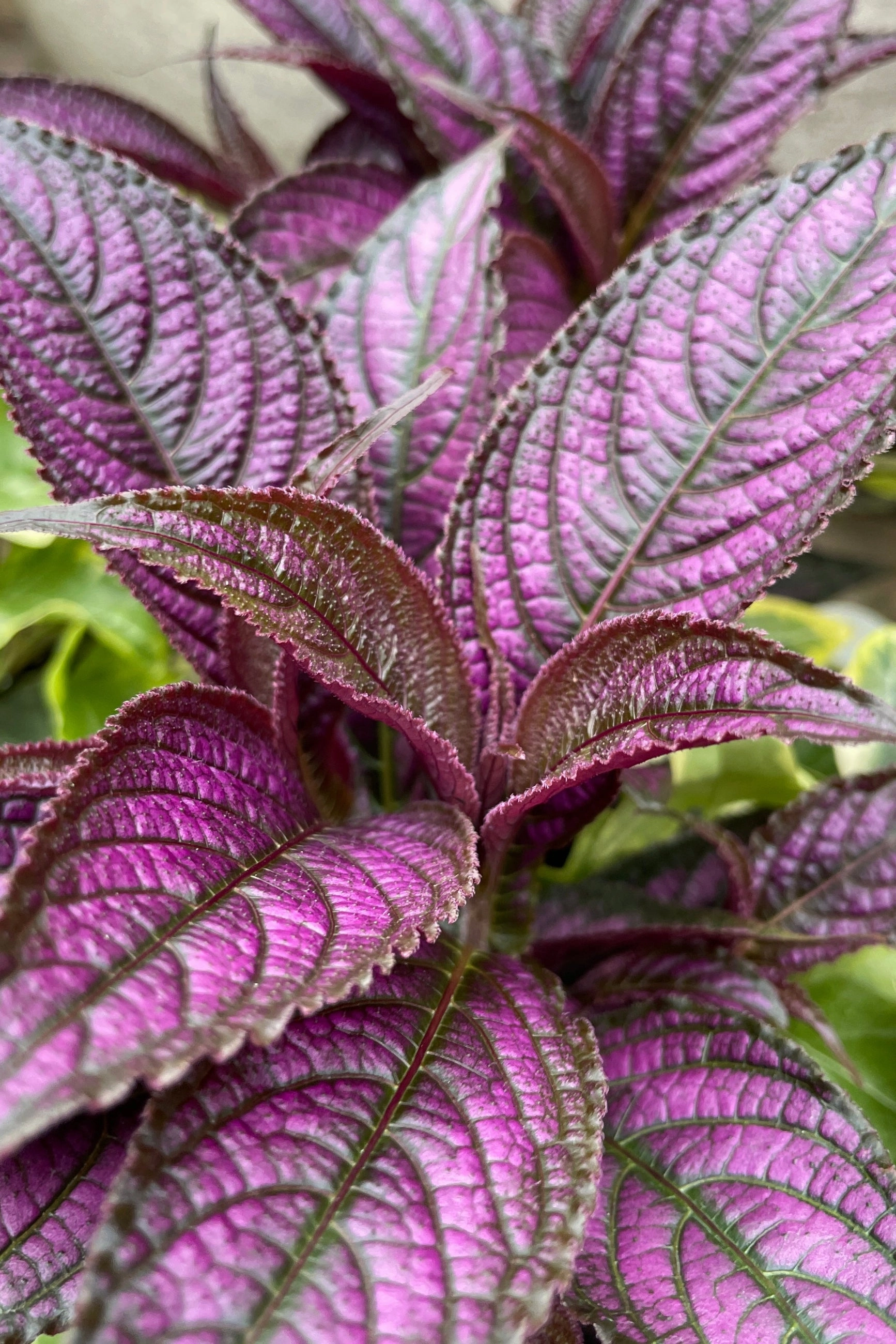 Strobilanthes "Persian Shield" 4.5" decorative flowerpot  