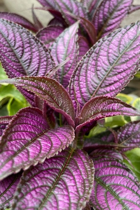 Strobilanthes "Persian Shield" 4.5" decorative flowerpot  