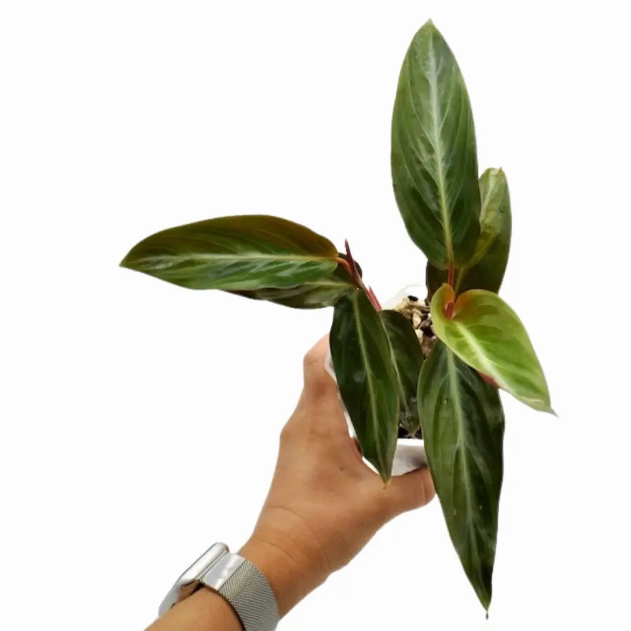 Stromanthe sanguinea