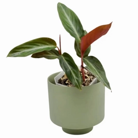 Stromanthe sanguinea large flower pot  