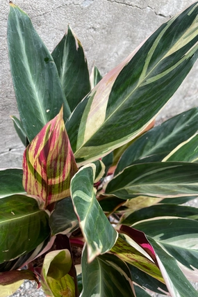 Stromanthe sanguinea 'Triostar' 8" medium flower pot  