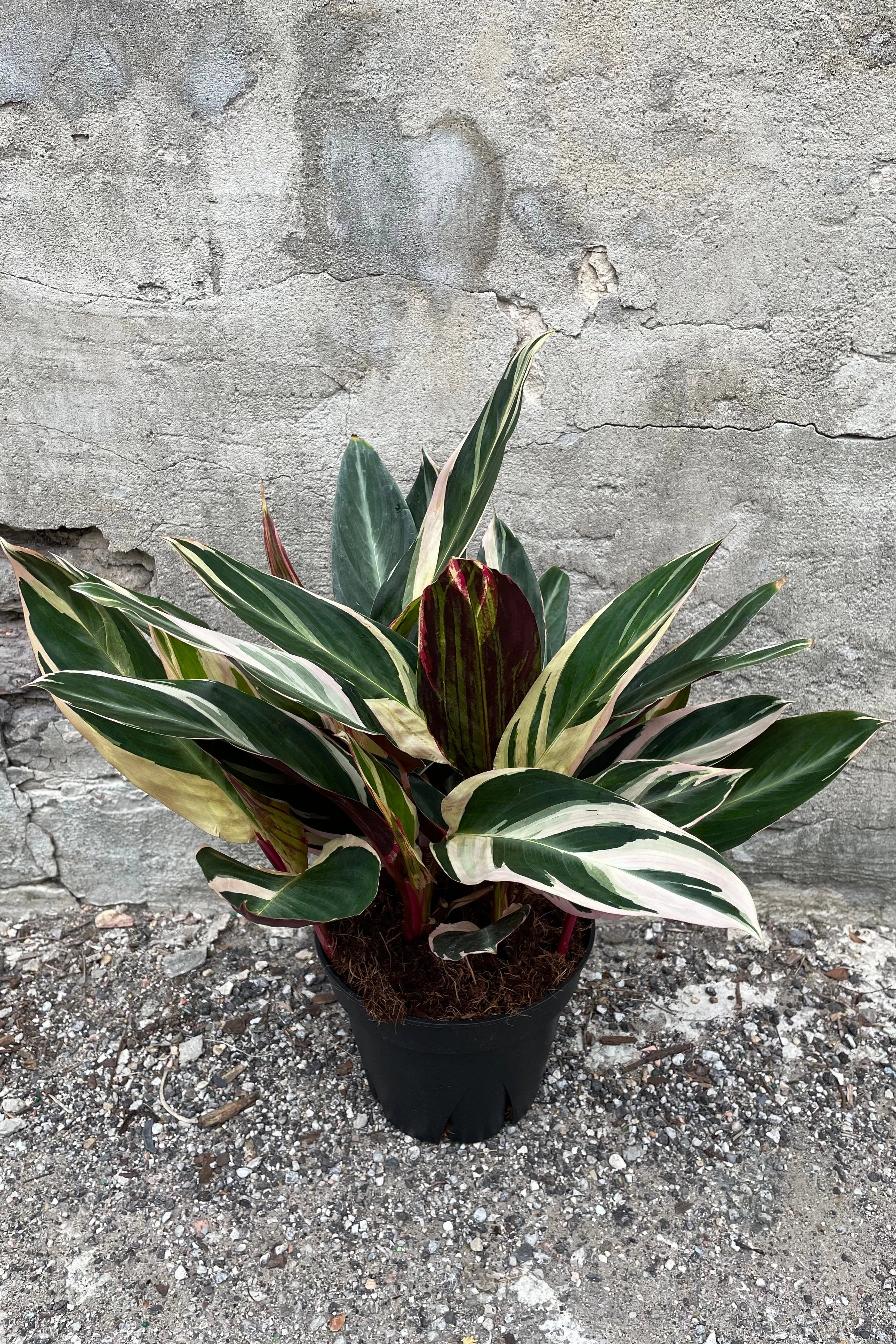 Stromanthe sanguinea 'Triostar' 8"