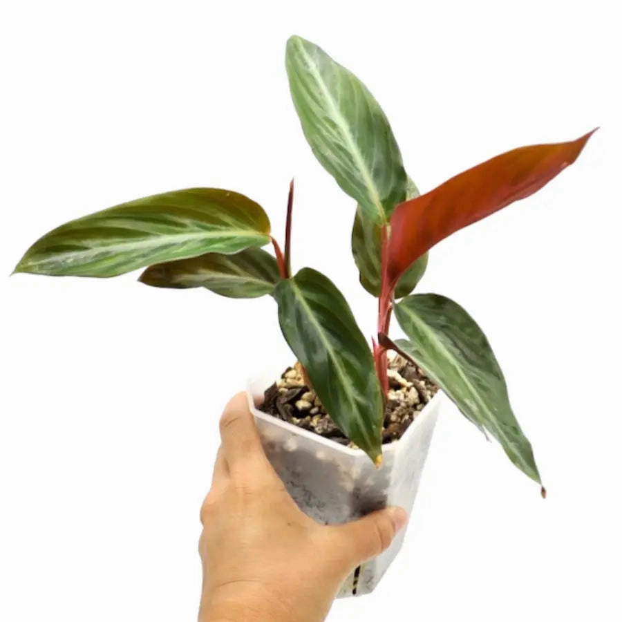 Stromanthe sanguinea