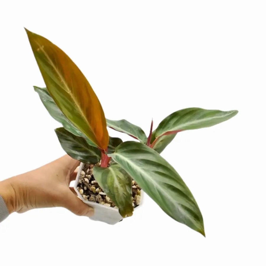 Stromanthe sanguinea