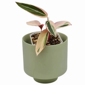 Stromanthe Triostar large flower pot  