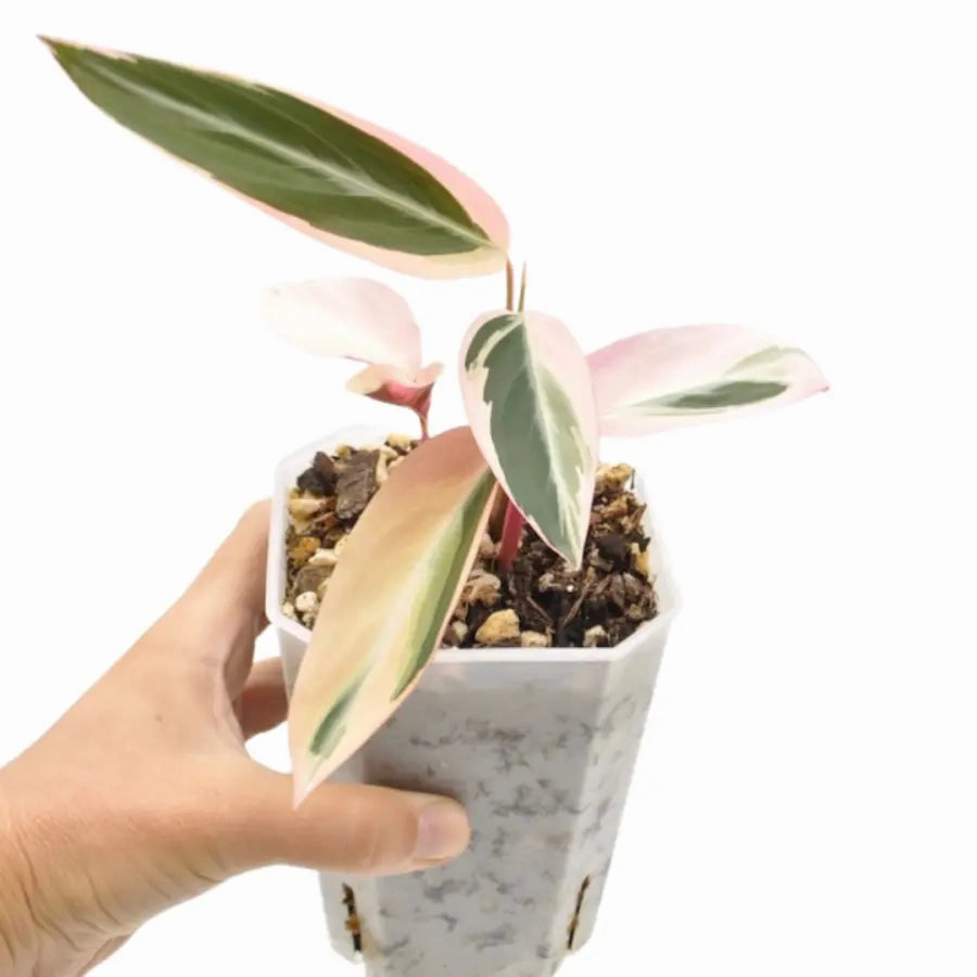 Stromanthe Triostar