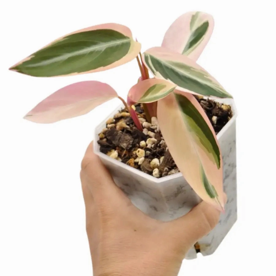 Stromanthe Triostar