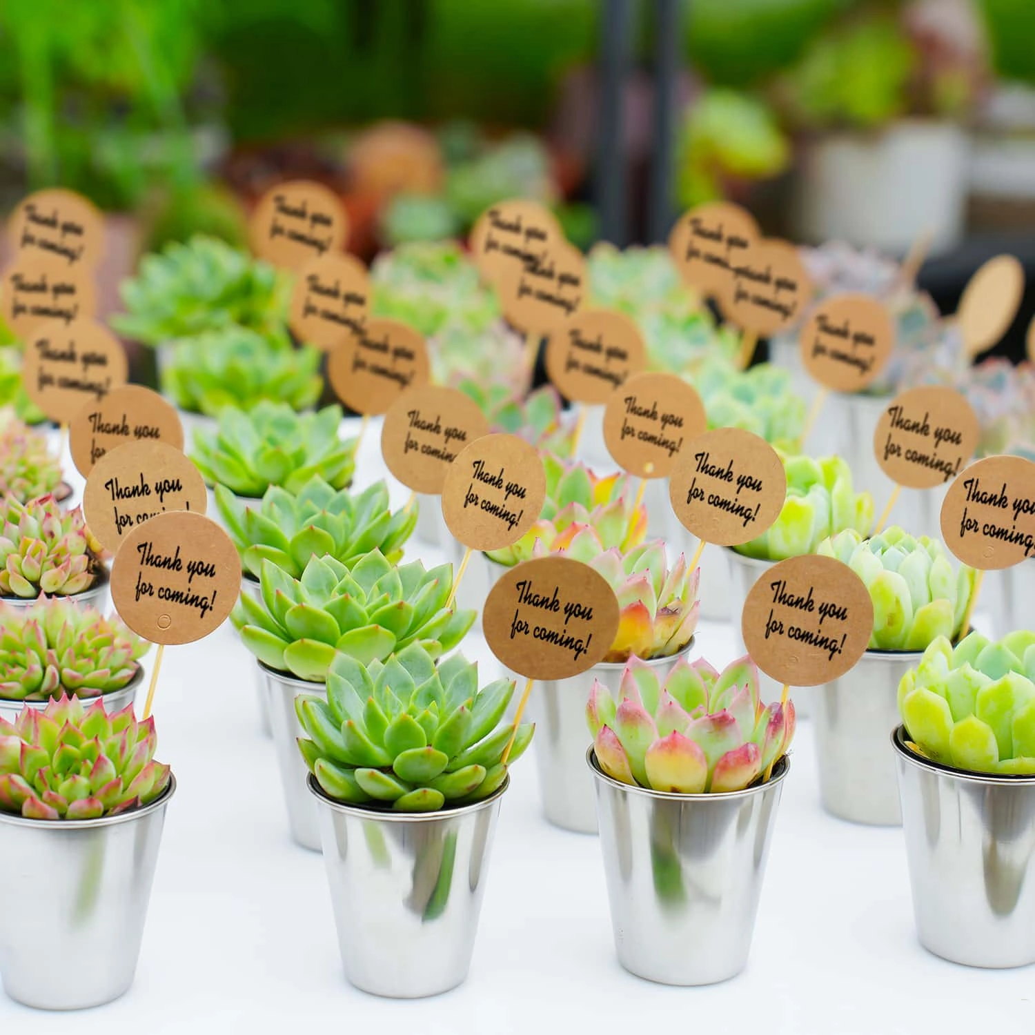 Succulent Favors Metal Shot Glass(Tag Custom Supported)