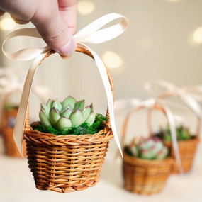 Succulent Favors Nature Mini Baskets Handles mini ornamental plant  