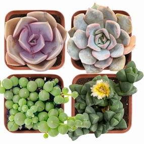 Succulent Set #10 (Fixed Varieties) mini ornamental plant  