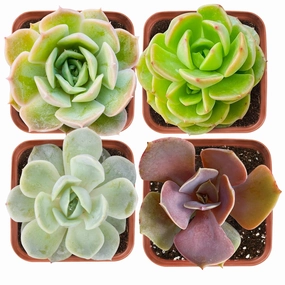 Succulent Set #11 (Fixed Varieties) mini ornamental plant  