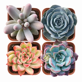 Succulent Set #2 (Fixed Varieties) mini ornamental plant  