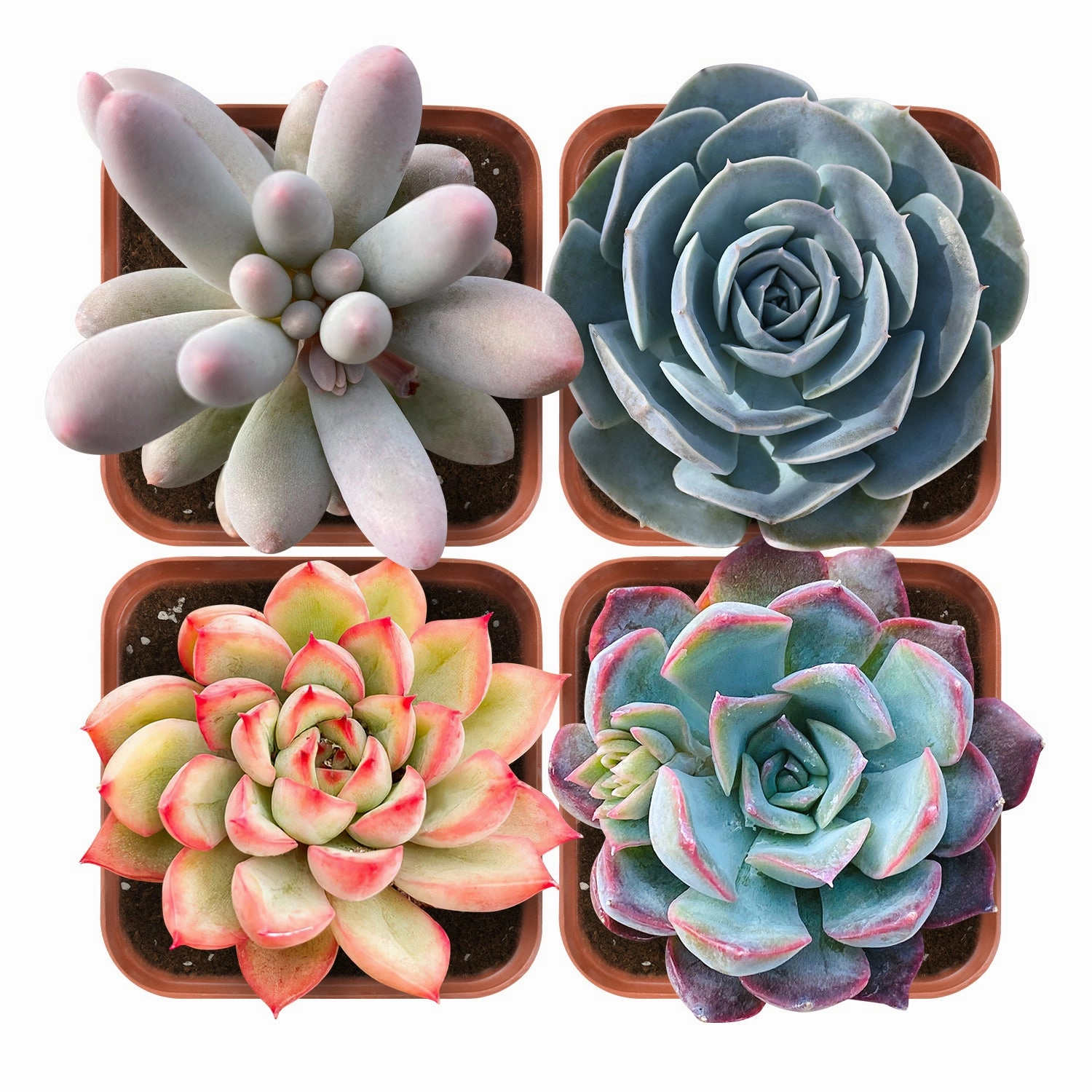 Succulent Set #2 (Fixed Varieties) mini ornamental plant  