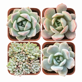 Succulent Set #3 (Fixed Varieties) mini ornamental plant  