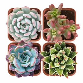 Succulent Set #5 (Fixed Varieties) mini ornamental plant  