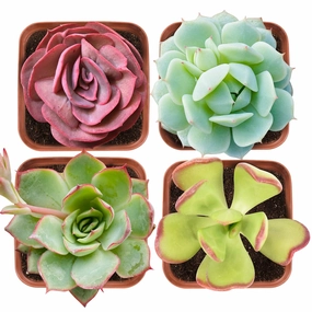 Succulent Set #7 (Fixed Varieties) mini ornamental plant  