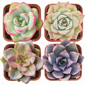 Succulent Set #8 (Fixed Varieties) mini ornamental plant  