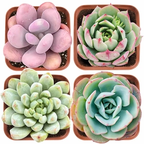 Succulent Set #9 (Fixed Varieties) mini ornamental plant  