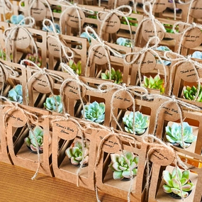 Succulent Wedding Favors Kraft Box(Tag Custom Supported) mini ornamental plant  