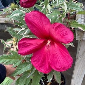 Summer Carnival Rose Mallow | Hibiscus traditional flower vase  