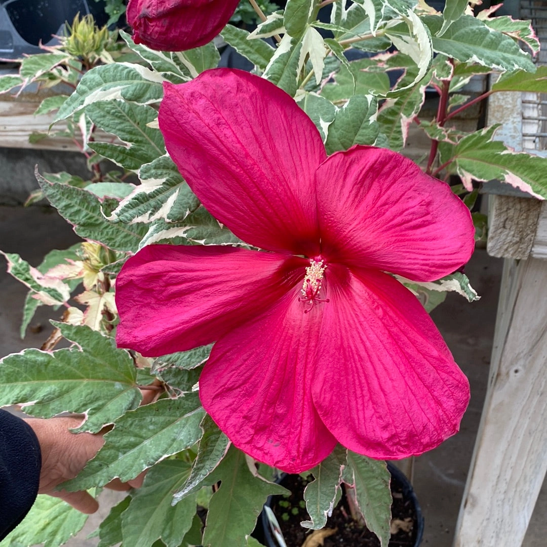 Summer Carnival Rose Mallow | Hibiscus traditional flower vase  