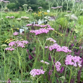 Summer Pastel Yarrow | Achillea 'Summer Pastel' traditional flower vase  