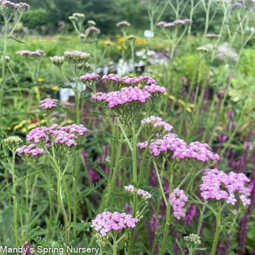 Summer Pastel Yarrow | Achillea 'Summer Pastel' traditional flower vase  