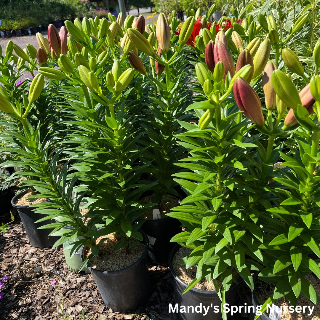 Summer Scarlet' LA Hybrid Asiatic Lily | longiflorum x asiatic