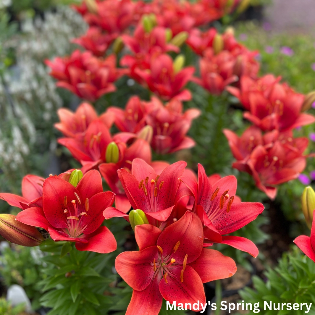 Summer Scarlet' LA Hybrid Asiatic Lily | longiflorum x asiatic